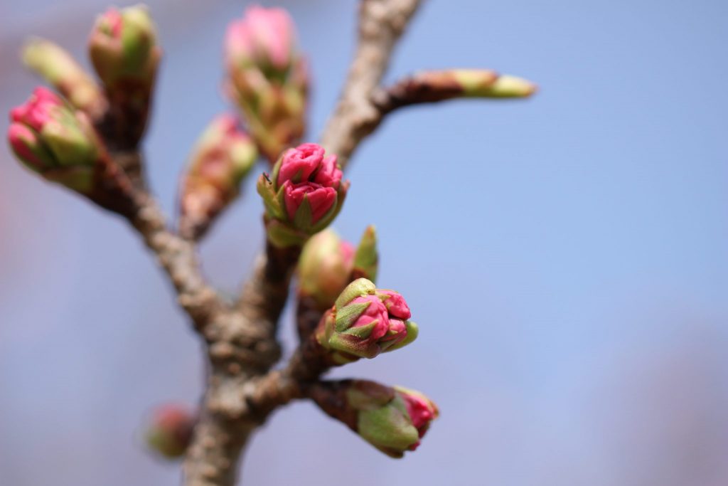 waiting for the right time to bloom