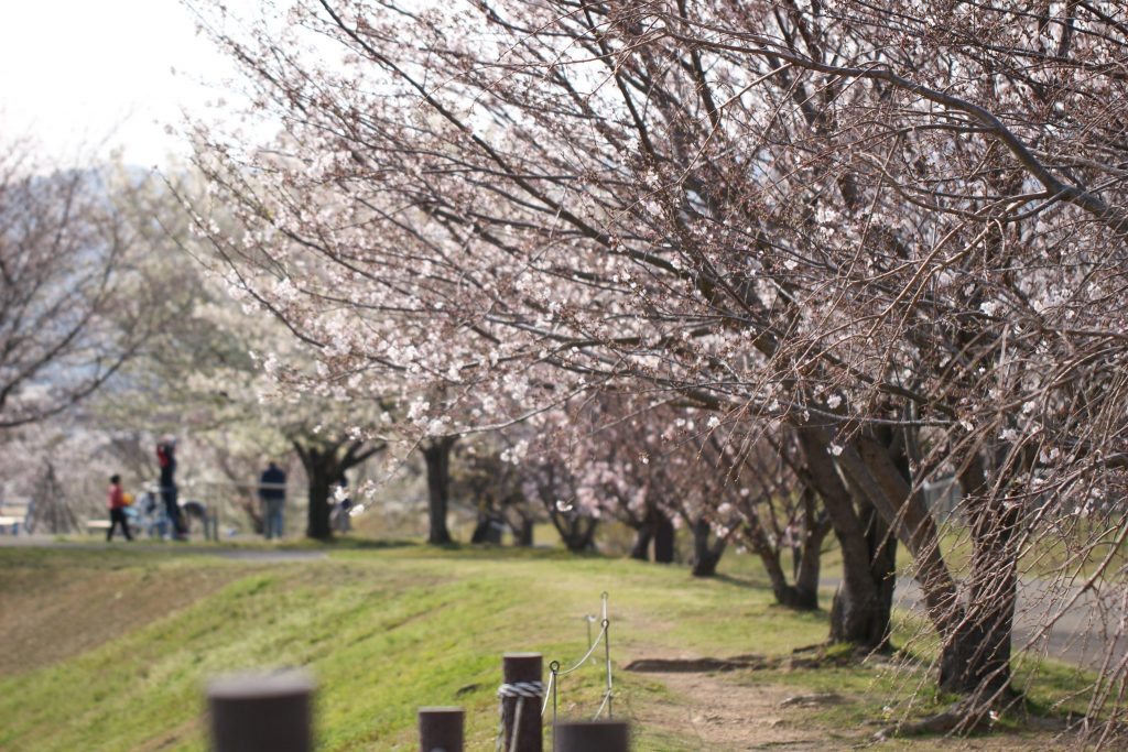 Cherry Blossoms yet to bloom