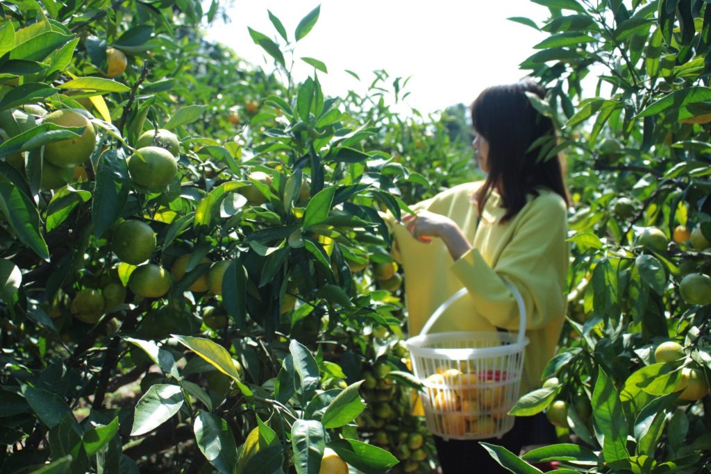 The highlight of our day trip to Oita is the fruit-picking where we harvested mikan. This is me picking the ripe ones.