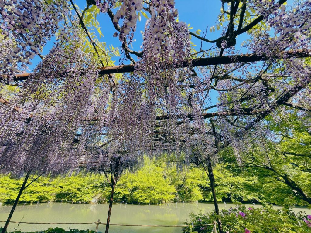 These are the hanging Wisteria flowers by the pond in Mifuneyama Rakuen.